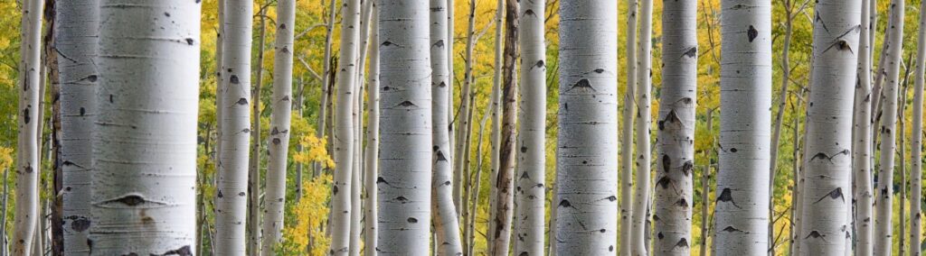 The Laws of Nature Governing Business